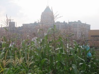 urban farming pic